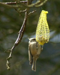 mésange